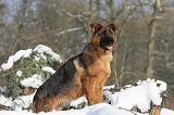 BERGER ALLEMAND 495